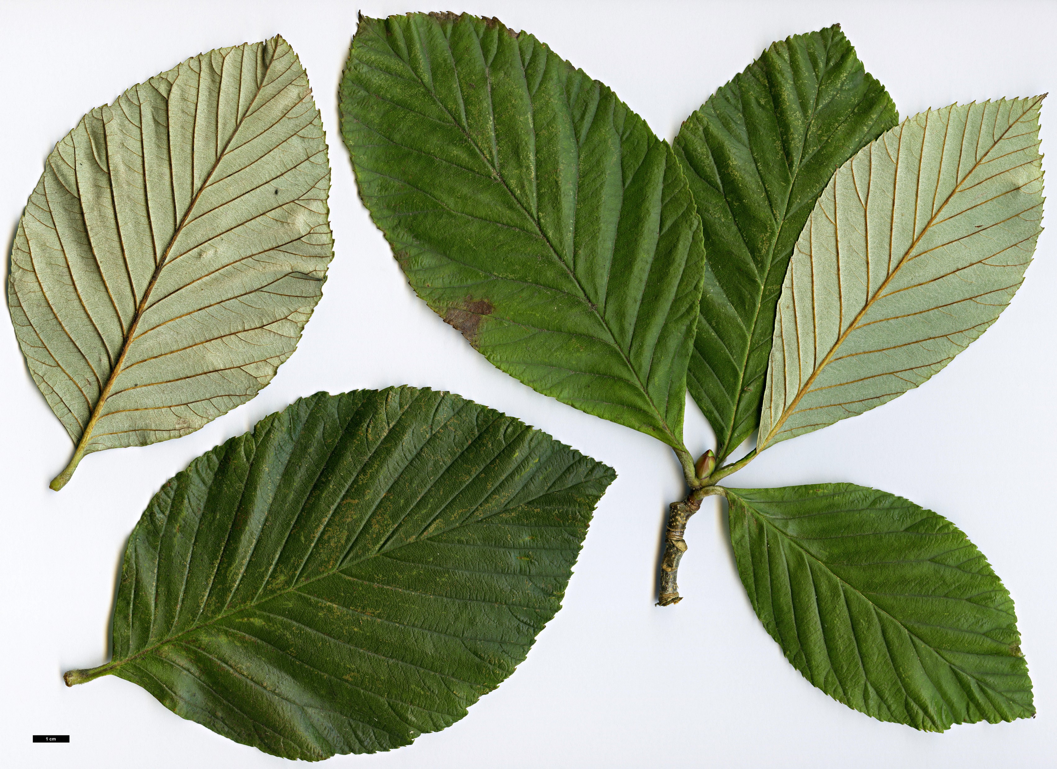 High resolution image: Family: Rosaceae - Genus: Sorbus - Taxon: atrosanguinea